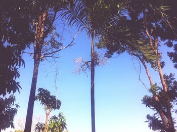 Low angle view of coconut palm trees against blue sky