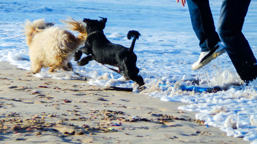 Low section of man playing with dog on beach