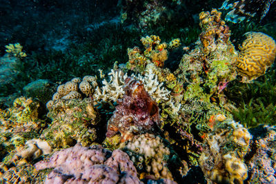 Coral reefs and water plants in the red sea a.e