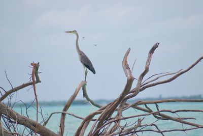 Low angle view of heron perching on tree against sky