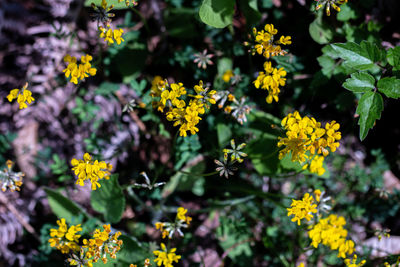 Flower in meadow