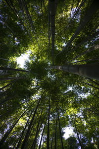 Low angle view of bamboo trees in forest