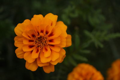 Close-up of marigold flower