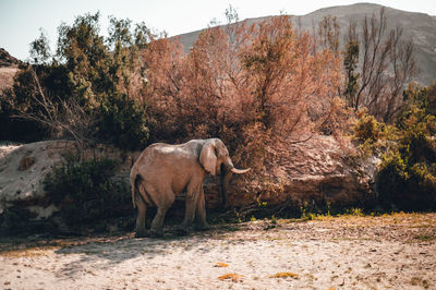 Elephants on field