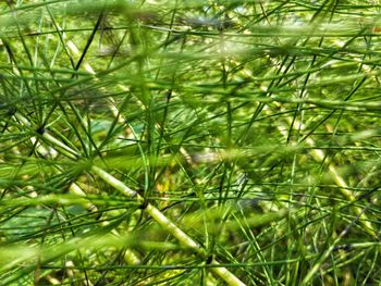 Full frame shot of green plants