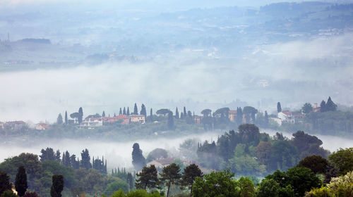 Buildings and trees in foggy weather