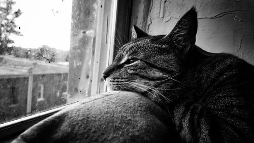 Close-up of cat sitting on window