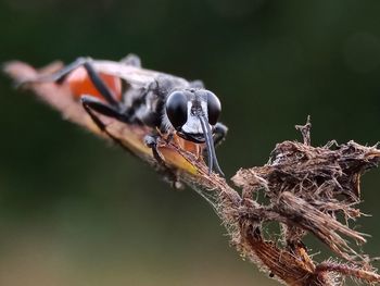 Close-up of insect on twig