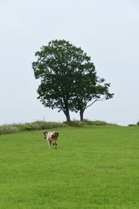 View of a tree on landscape