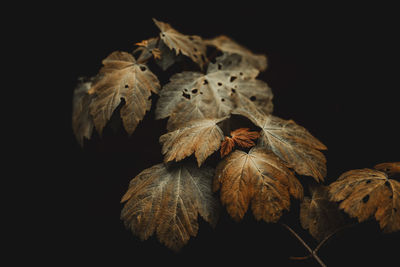 Close-up of wilted flower against black background