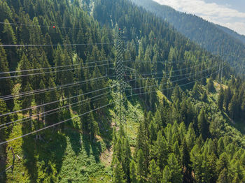 High angle view of pine trees in forest