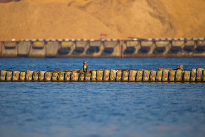 A natural scenery of sea birds sitting on an old breakwater poles in the city harbor in riga.