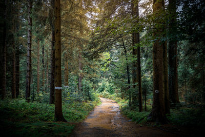 Dirt road amidst trees in forest