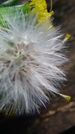 Close-up of dandelion