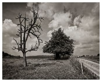 Trees on field against sky