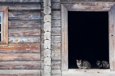 Cat looking through old building