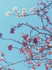 Low angle view of pink flowers blooming on tree