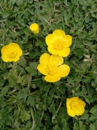 Close-up of yellow flowers blooming on field