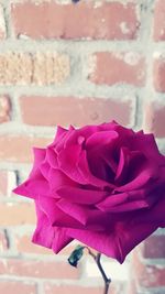 Close-up of rose