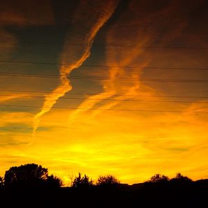 Silhouette of trees at sunset