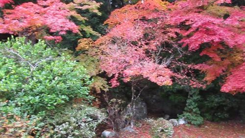 Pink flowering plants by trees during autumn