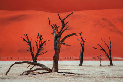 Bare tree on beach against orange sky