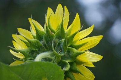 Close-up of yellow flower
