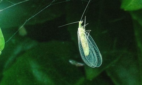 Close-up of fish swimming in sea