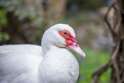 Close-up of duck