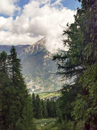 Pine trees in forest against sky