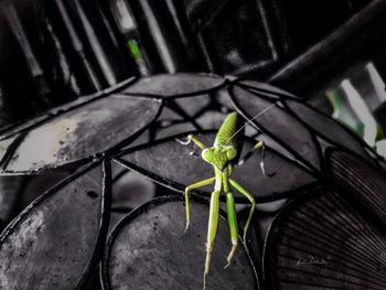 Close-up of lizard on plant at night