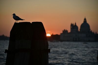 Silhouette seagull perching on wooden post during sunset