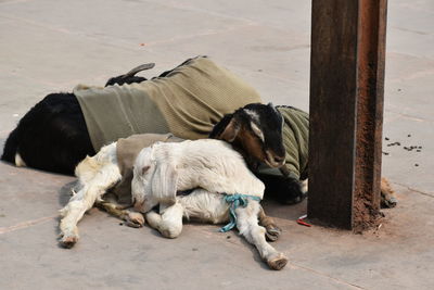 High angle view of puppy sleeping outdoors