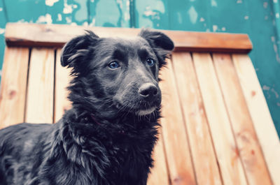 Black dog homeless in an animal shelter