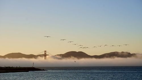 Birds flying over sea against sky