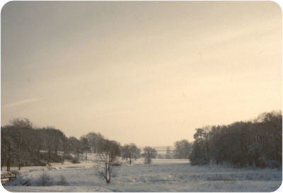 Trees on field