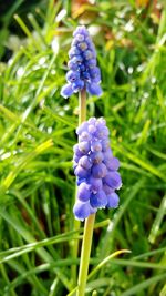 Close-up of purple flowers blooming outdoors