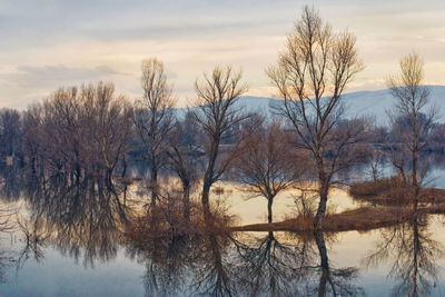 Bare trees by lake against sky during sunset