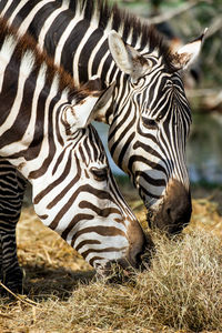 View of zebras on field