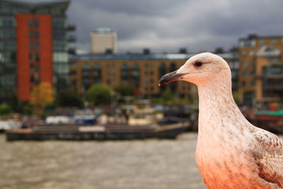 Close-up of duck against sky in city