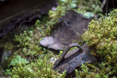 High angle view of moss on rock