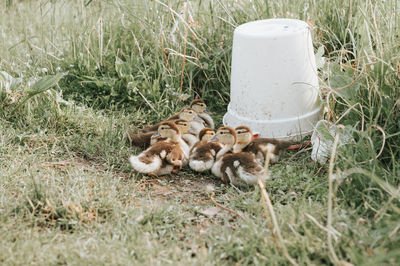 Grown up little ducklings musk or indo duck on farm in nature on grass and drinking bowl