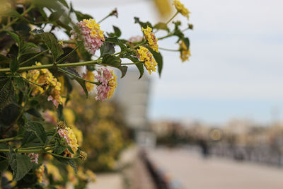 Close-up of yellow flowering plant