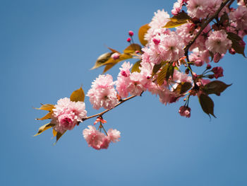 Low angle view of cherry blossoms against sky