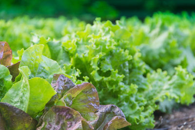 Green and purple curly lettuce leaves in the organic garden