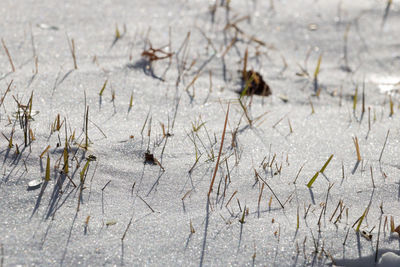 Close-up of dry plants on land during winter
