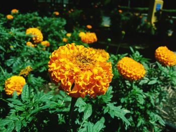 Close-up of yellow flower