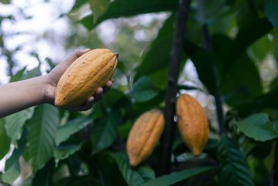 Close-up of fruits on tree