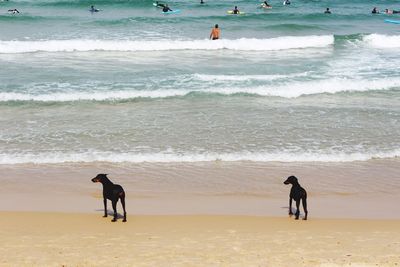 Rear view of men on beach