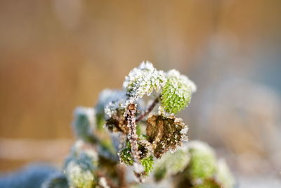 Close-up of flowers